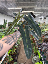 Philodendron Billietiae 'Dark Form'