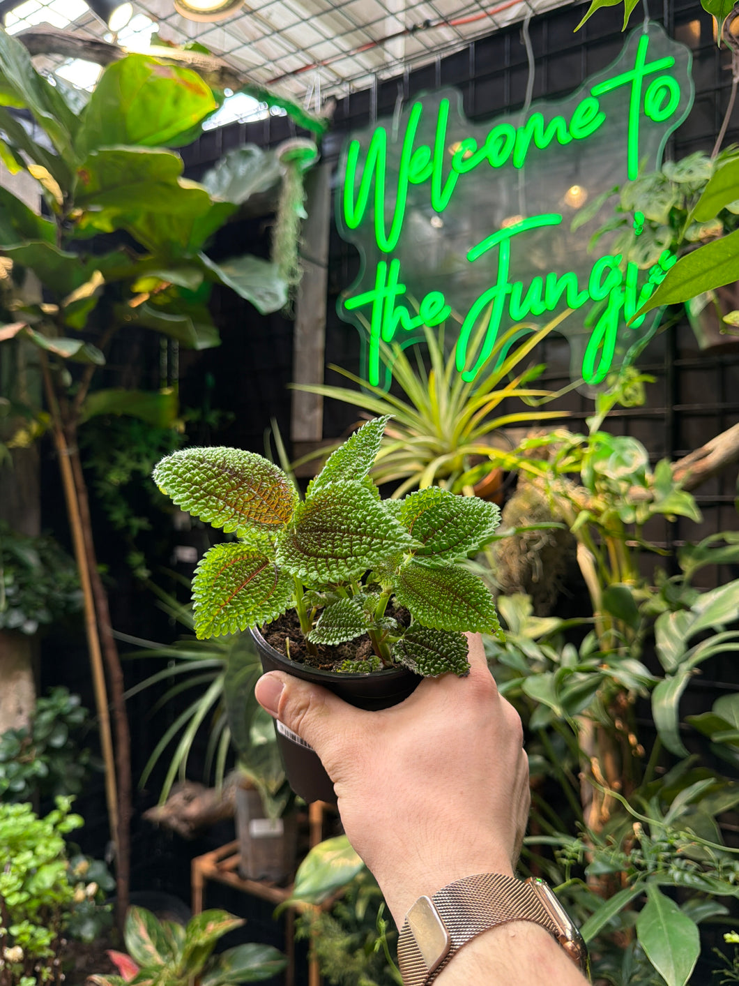 Pilea Mollis (Moon Valley) – Jordan's Jungle
