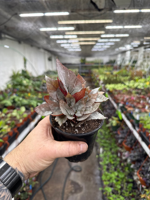 Begonia Rex ‘Silver Limbo'