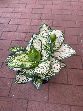 Aglaonema Commutatum Variegata Pearls