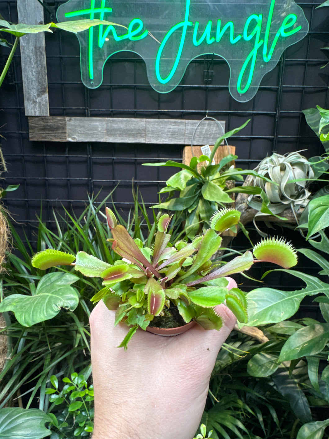 Dionaea muscipula (Red Piranha)