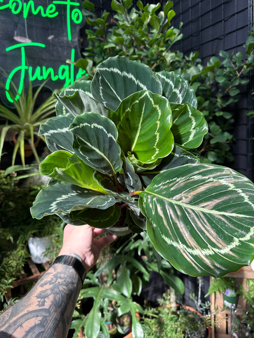 Calathea roseopicta 'Greenback'