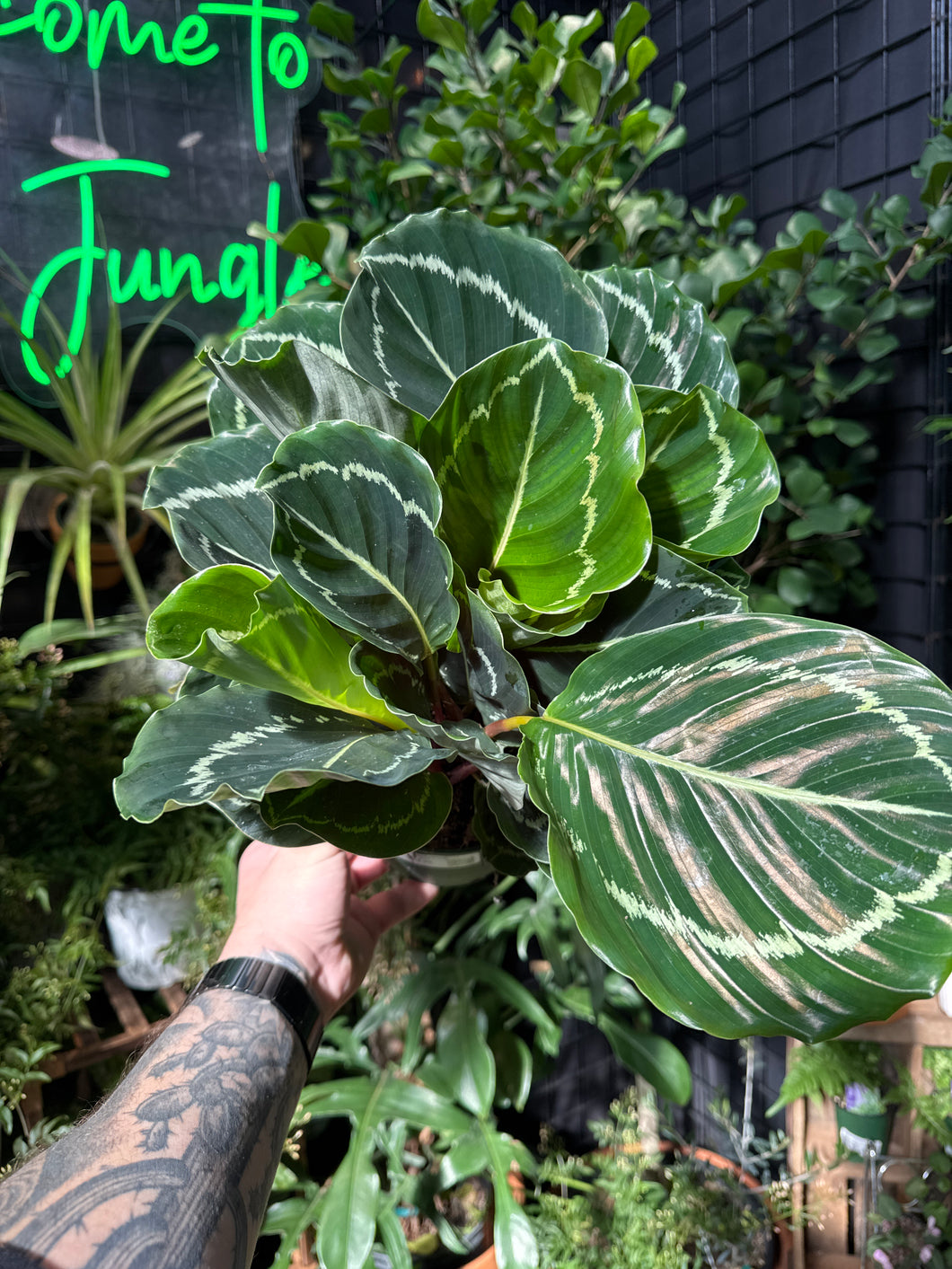 Calathea roseopicta 'Greenback'