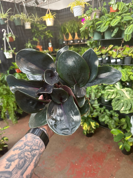 Geogenanthus Ciliatus