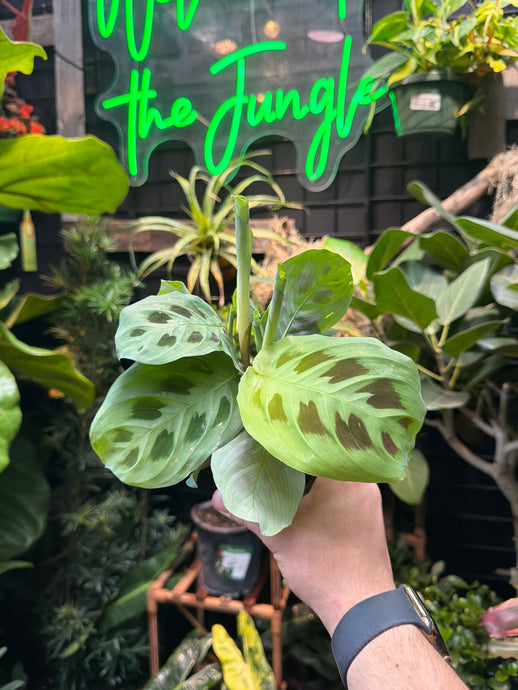 Maranta leuconeura (Green) 