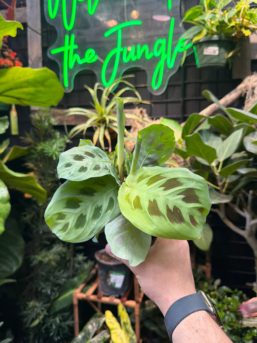 Maranta leuconeura (Green) 