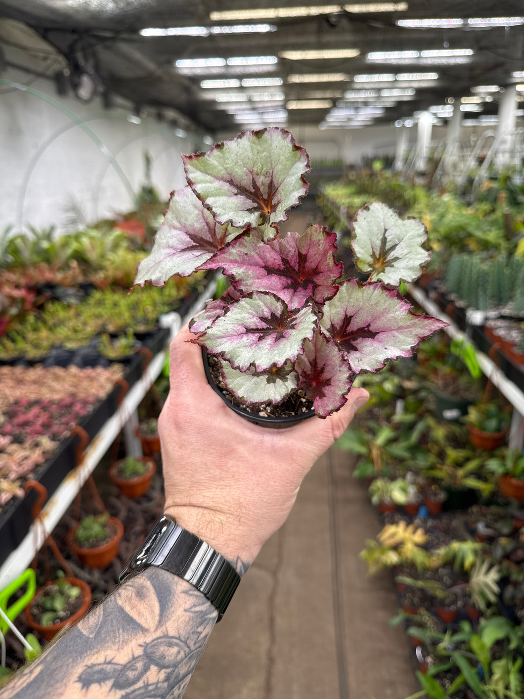 Begonia Rex ‘Kotobugi'