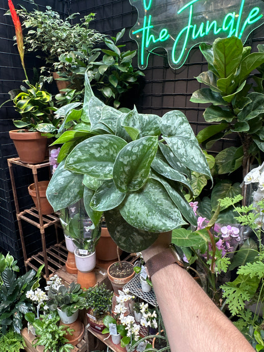 Scindapsus exotica 'Silver Splash'