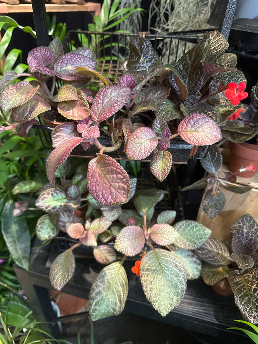 Assorted Episcia 'Flame Violet'