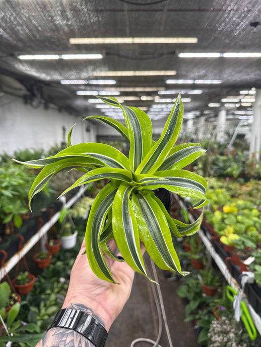 Dracaena 'Yellow Surprise'