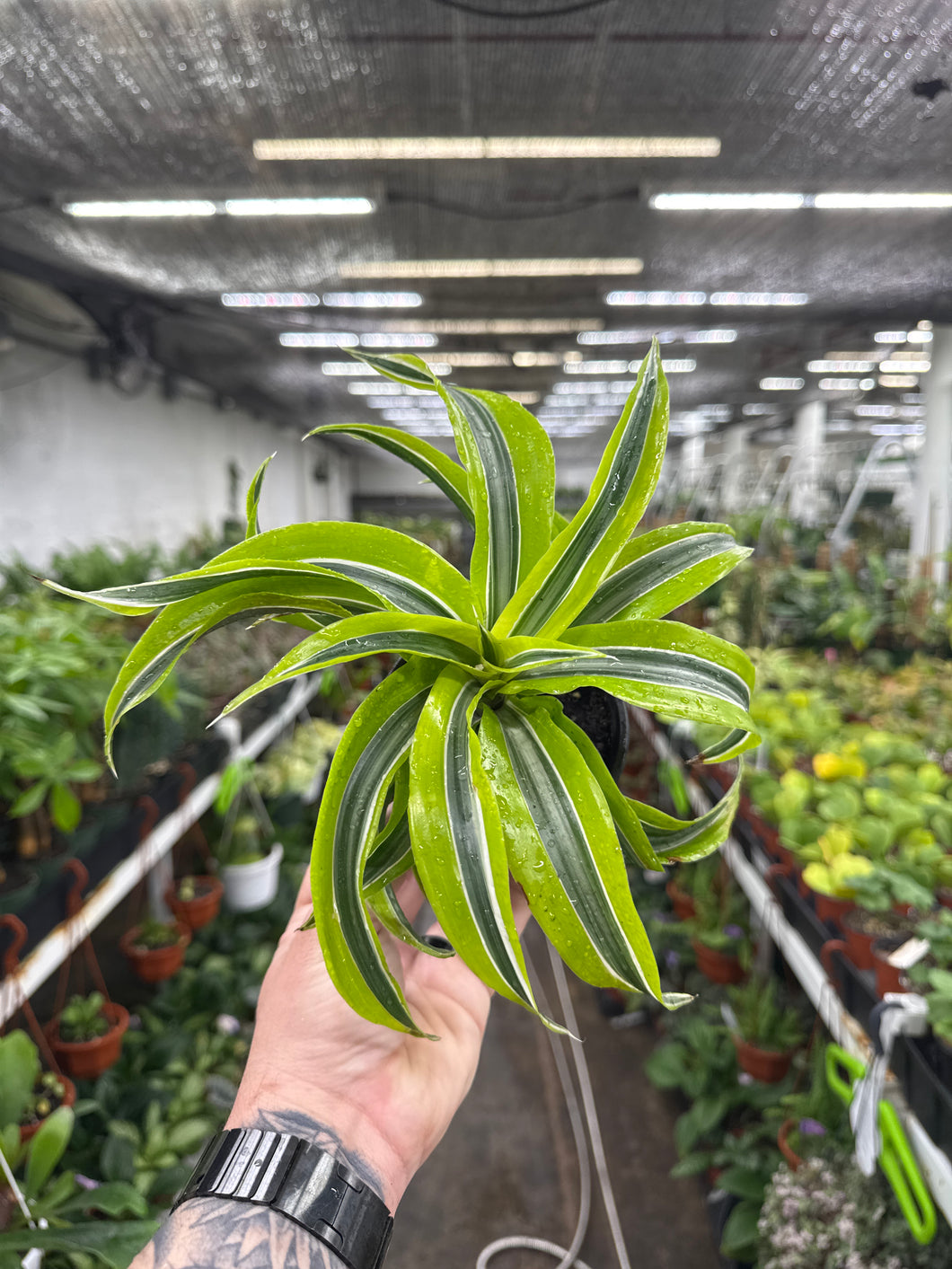 dracaena surprise Dracaena 'Yellow Surprise' – Jordan's Jungle