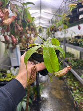 Nepenthes maxima -lumut (Medium)