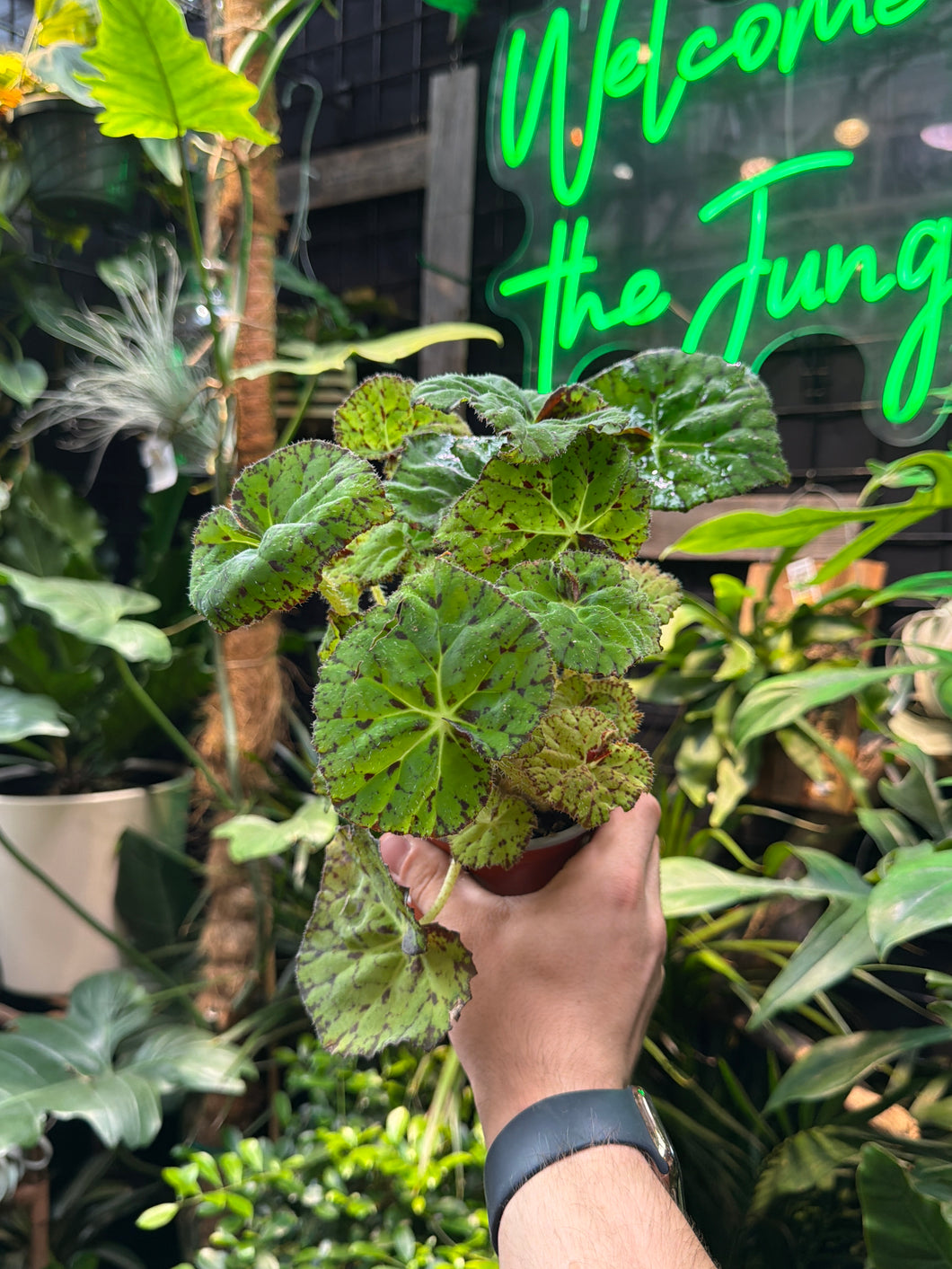 Begonia Rex ‘Lime Fever’