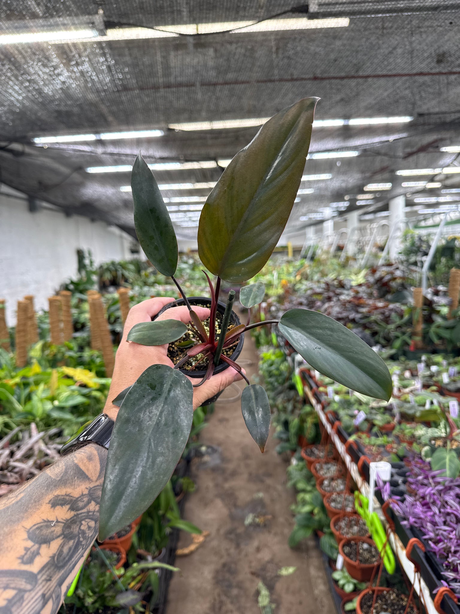 Philodendron Bloody Mary