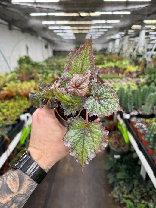 Begonia Rex 'Harmony's Daenerys'