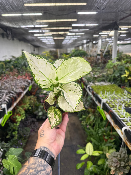Aglaonema 'Super White'