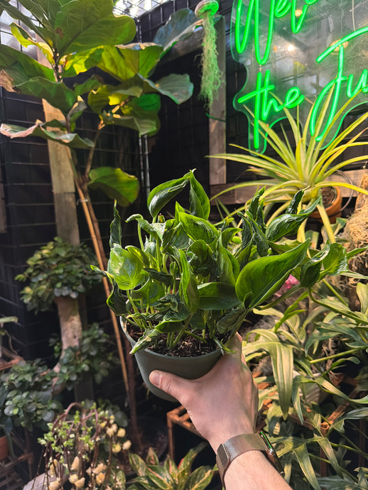 Epipremnum Aureum 'Shangri La'