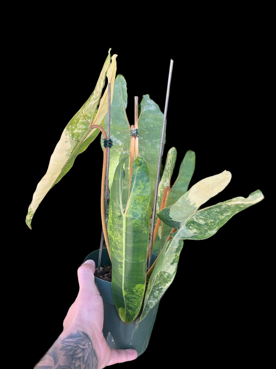 philodendron billitiae variegated Philodendron Billietiae Variegated – Jordan's Jungle