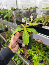 Nepenthes spathulata X spectabilis ‘Helen’ (small)