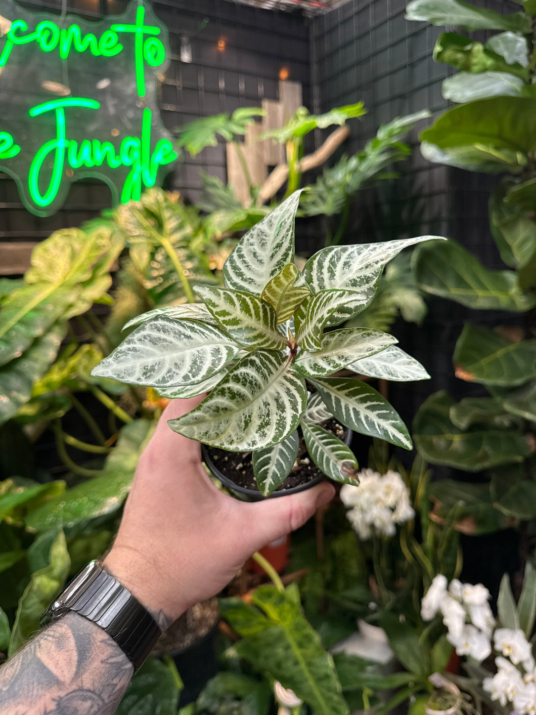 Aphelandra 'Snow White'