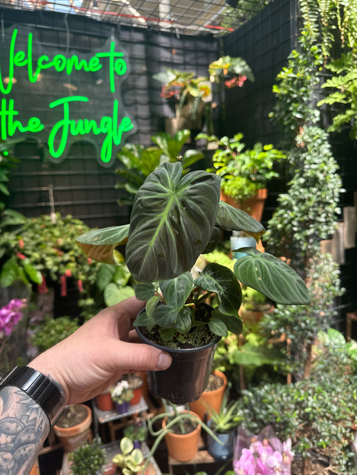 Philodendron El Choco Red