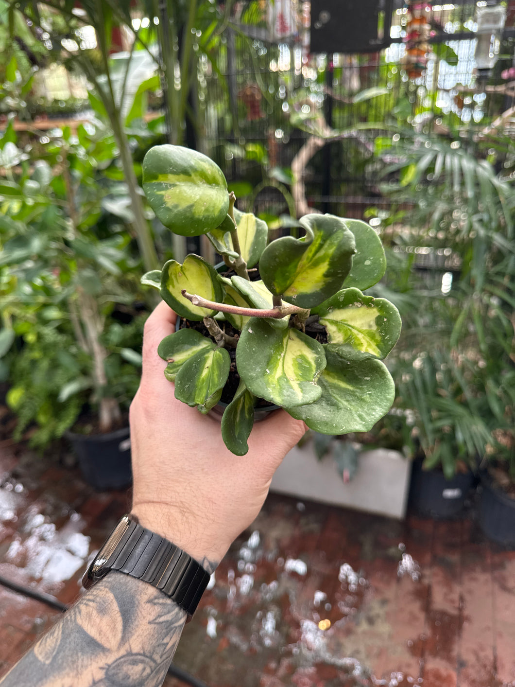 Hoya Obovata (Inner) Variegated