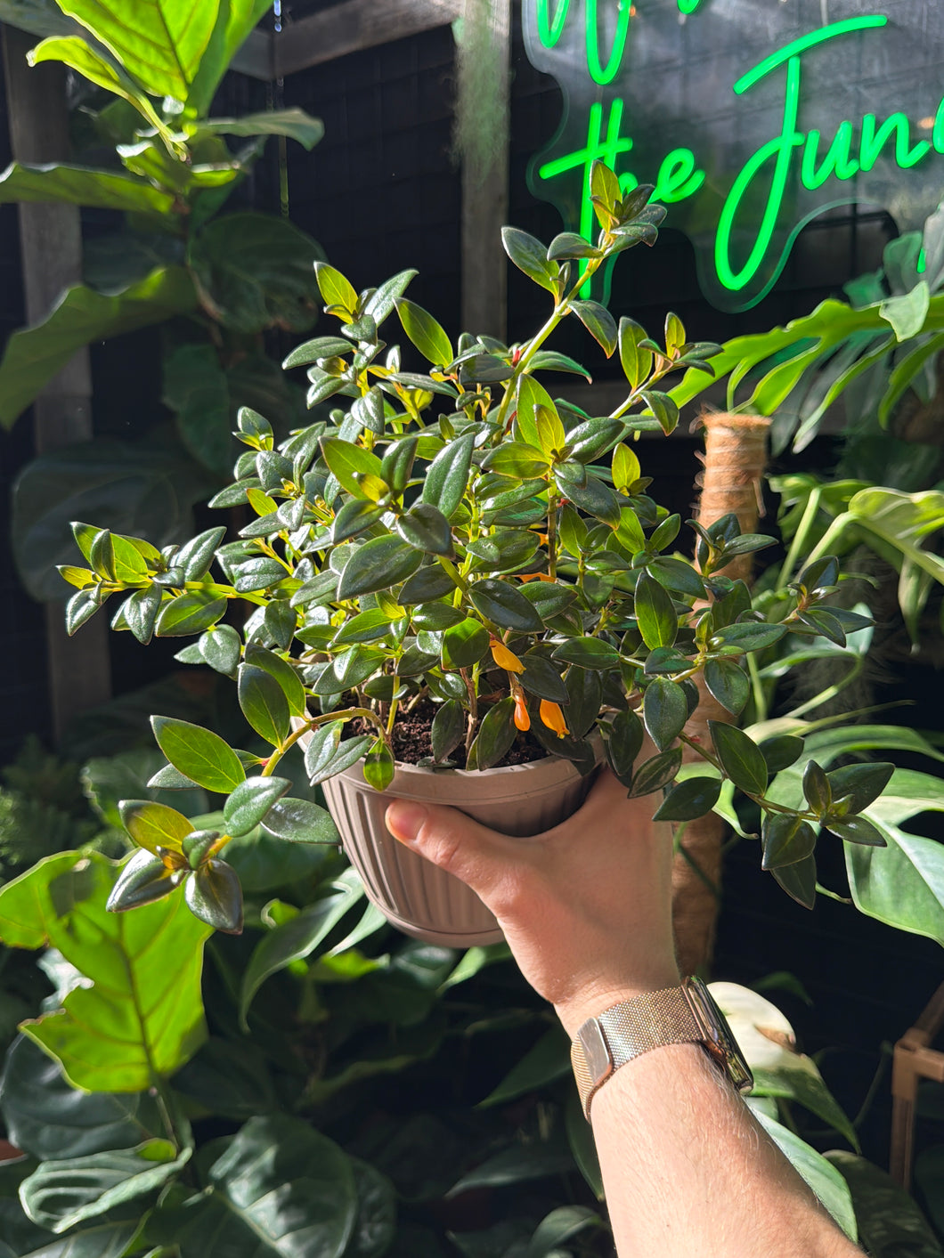 Nematanthus gregarius 'Tropicana'