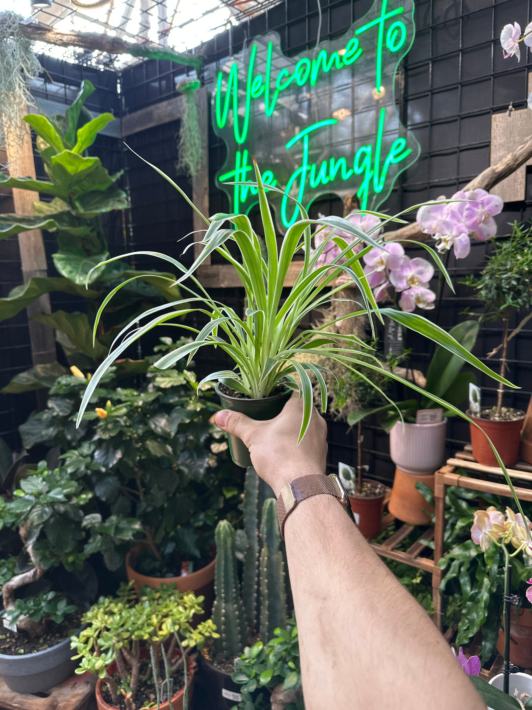 Spider Plant 'Ocean'