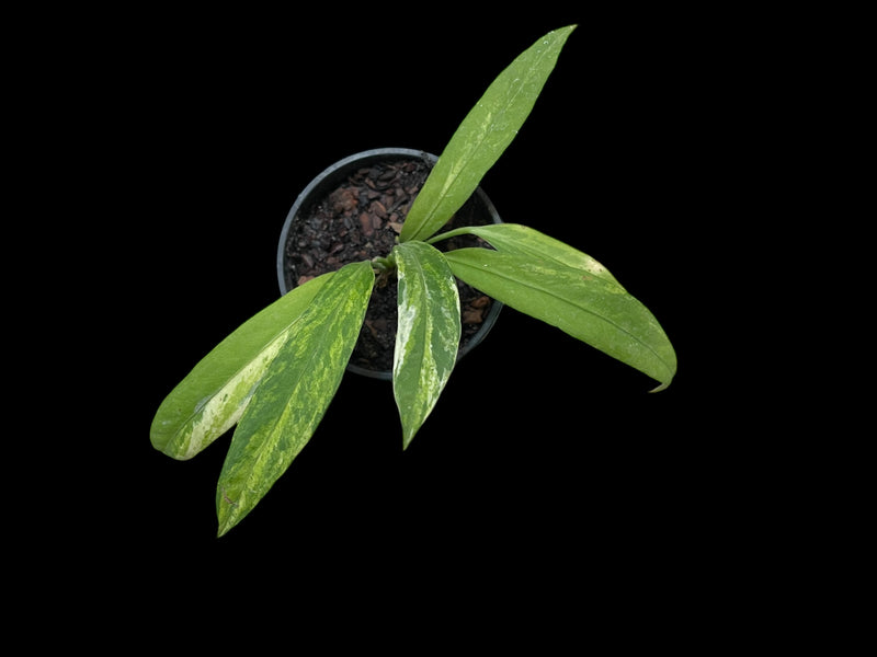 Anthurium Vittarifolium variegata – Jordan's Jungle