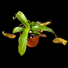Nepenthes ventricosa X gracillima