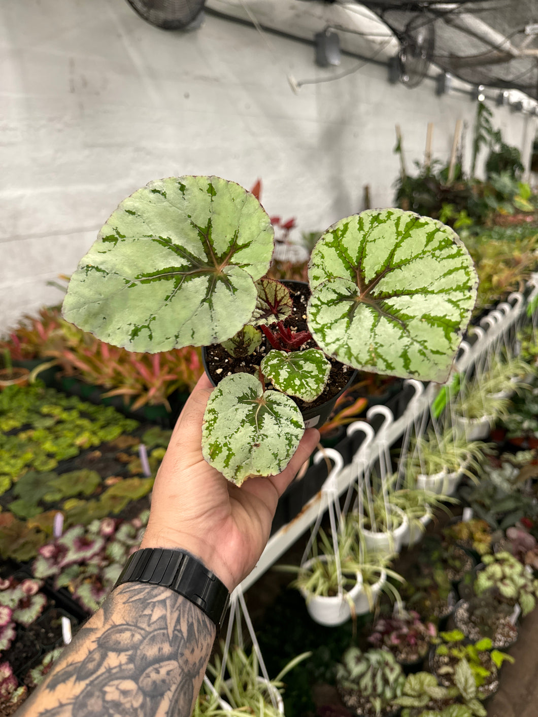 Begonia Rex 'Fedor'