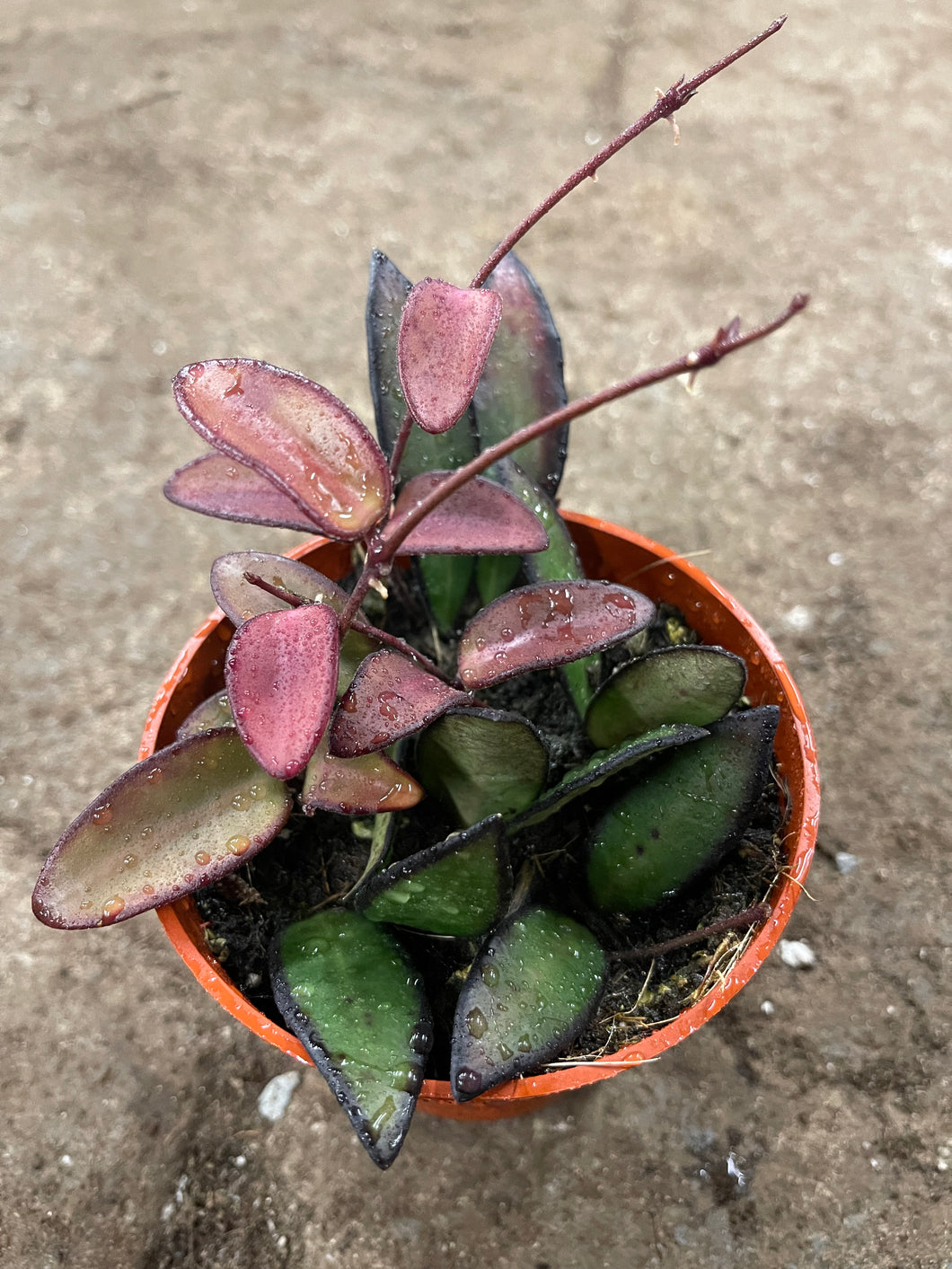 Hoya Rosita