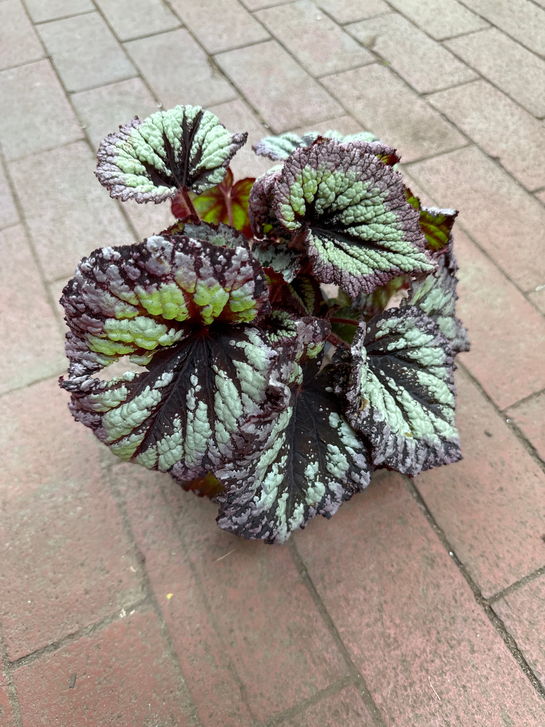 Rex Begonia ‘Fireworks’