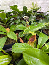 Nepenthes spathulata (medium)