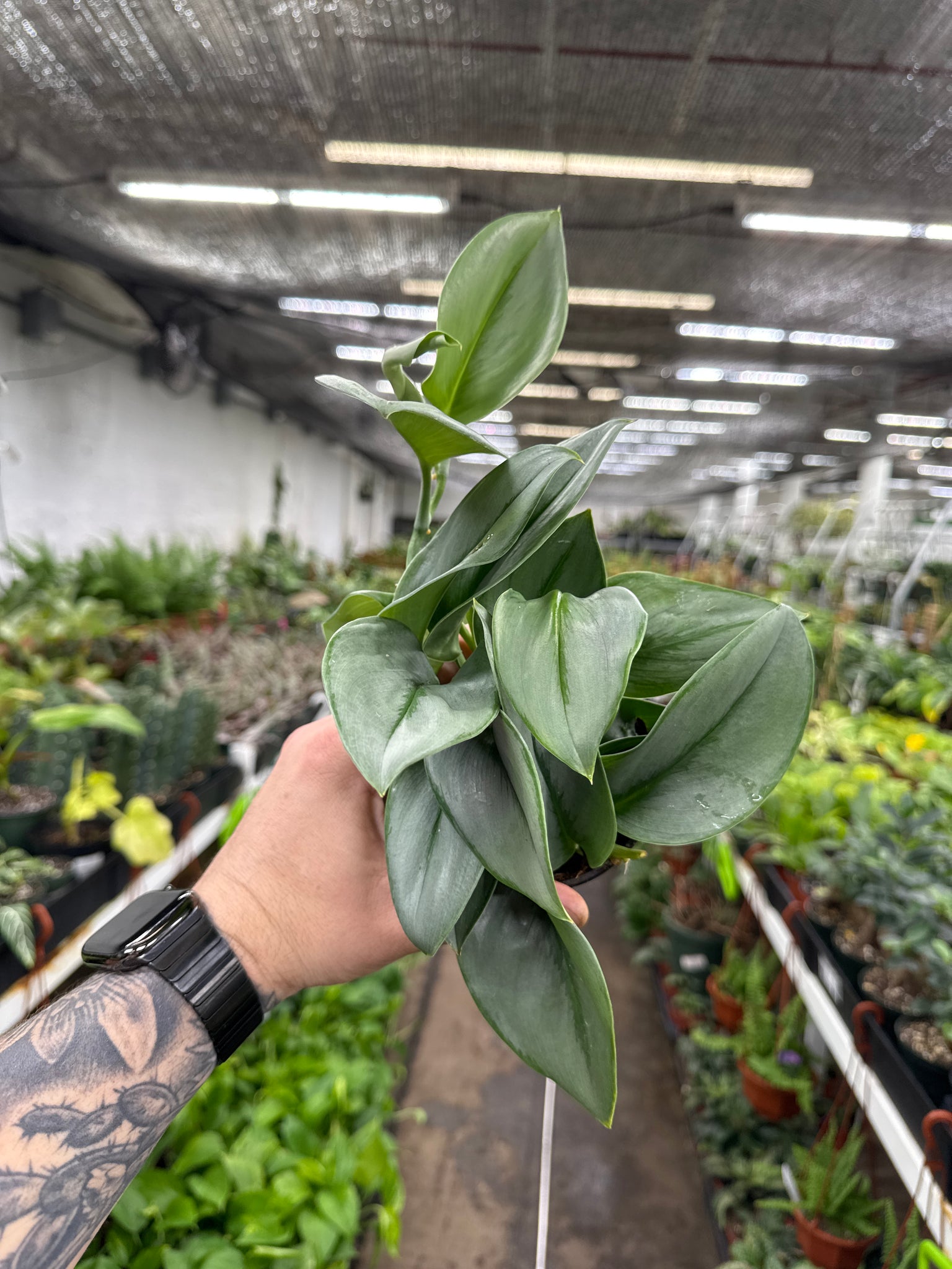 Scindapsus treubii 'Moonlight'