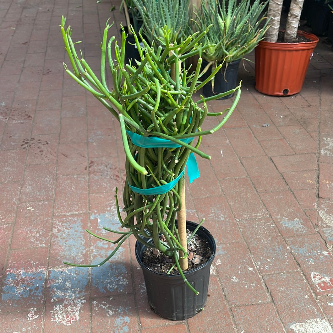 Euphorbia tirucalli (Pencil Cactus)