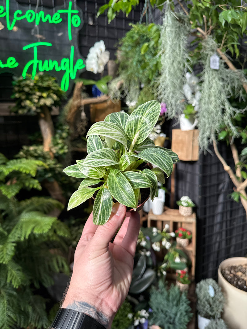 Philodendron Birkin 'Evian' – Jordan's Jungle