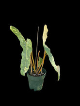 Philodendron Billietiae Variegated