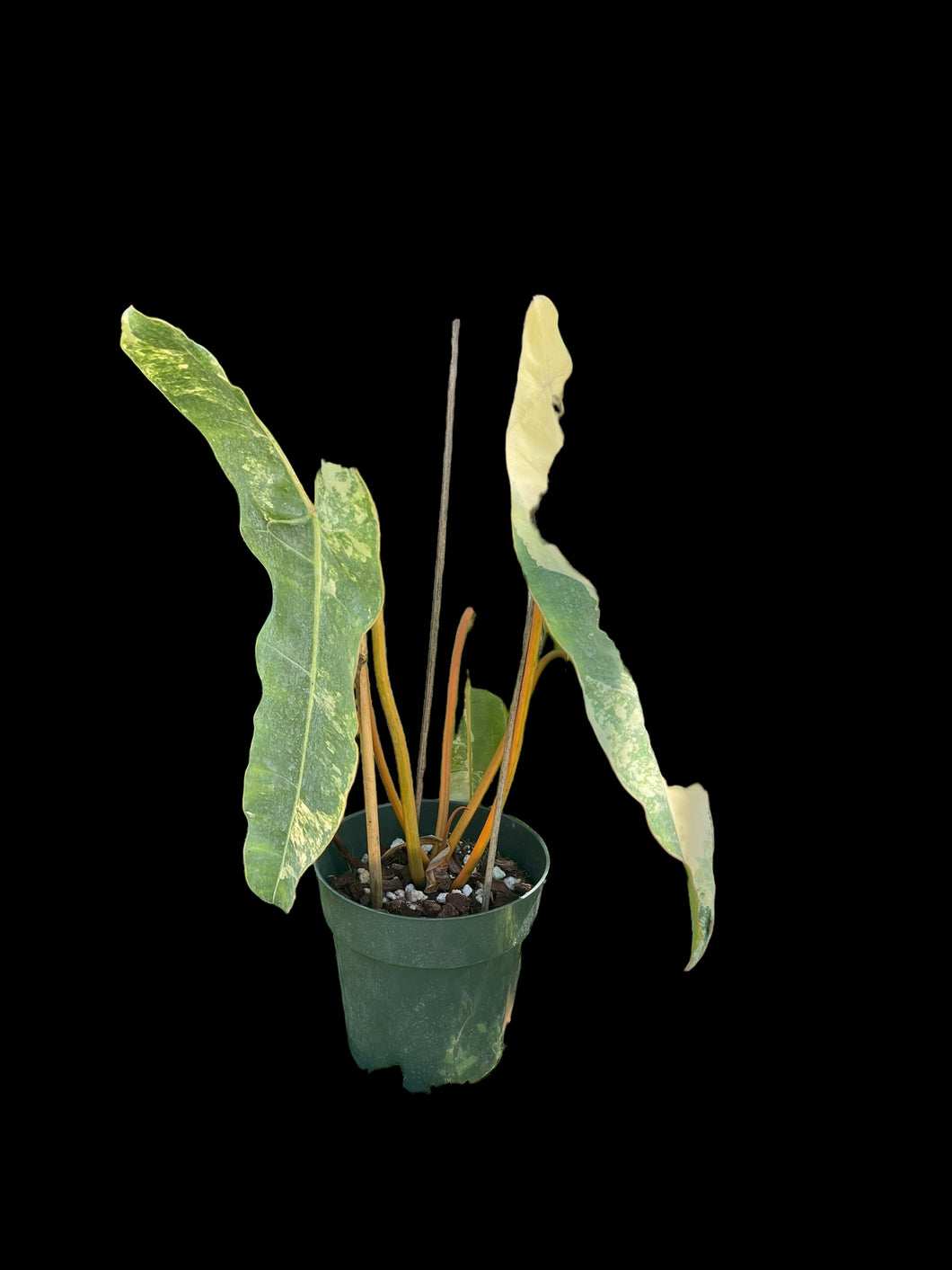 philodendron billietiae seeds Philodendron Billietiae Variegated – Jordan's Jungle