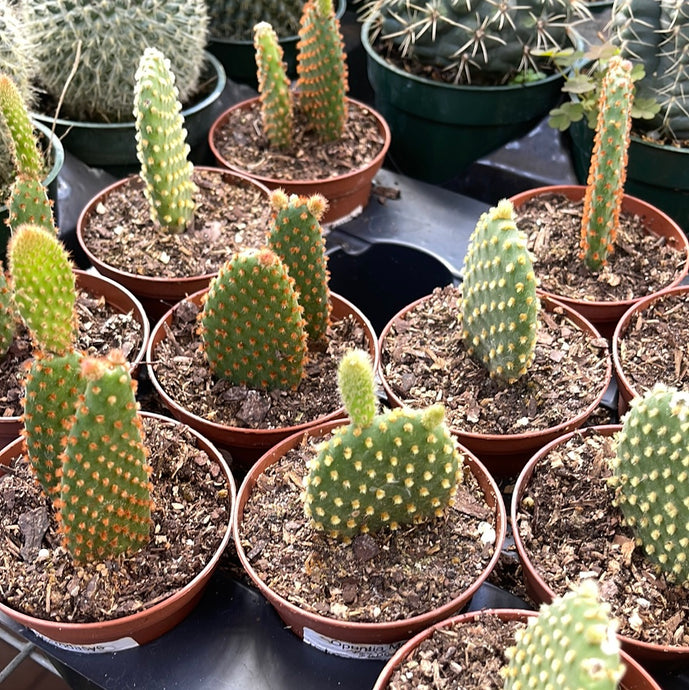 Opuntia Microdasys