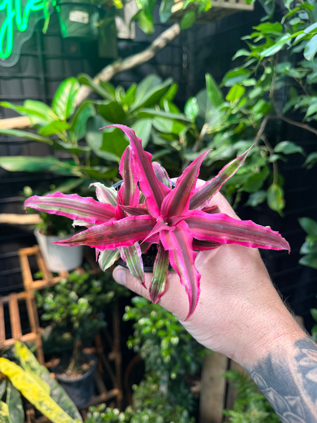 Cryptanthus 'Rubin Star'