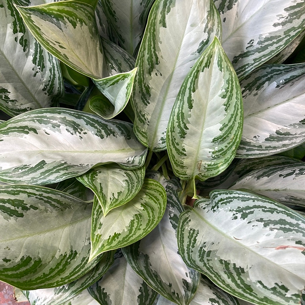 Aglaonema Silver Bay