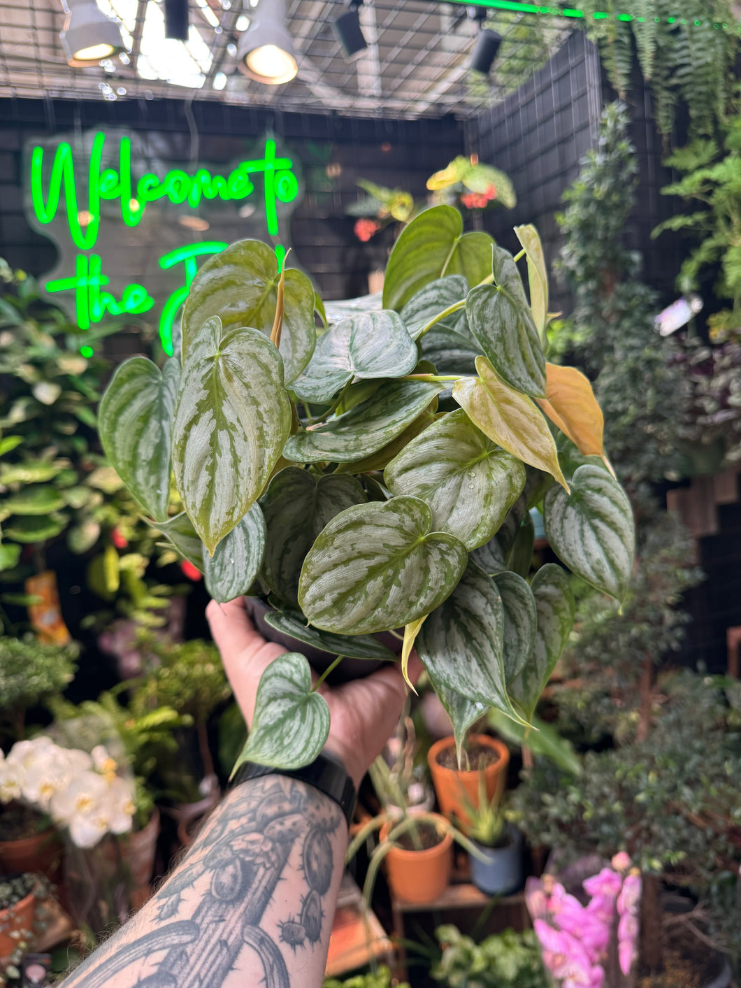 philodendron tattoo Philodendron Brandtianum – Jordan's Jungle