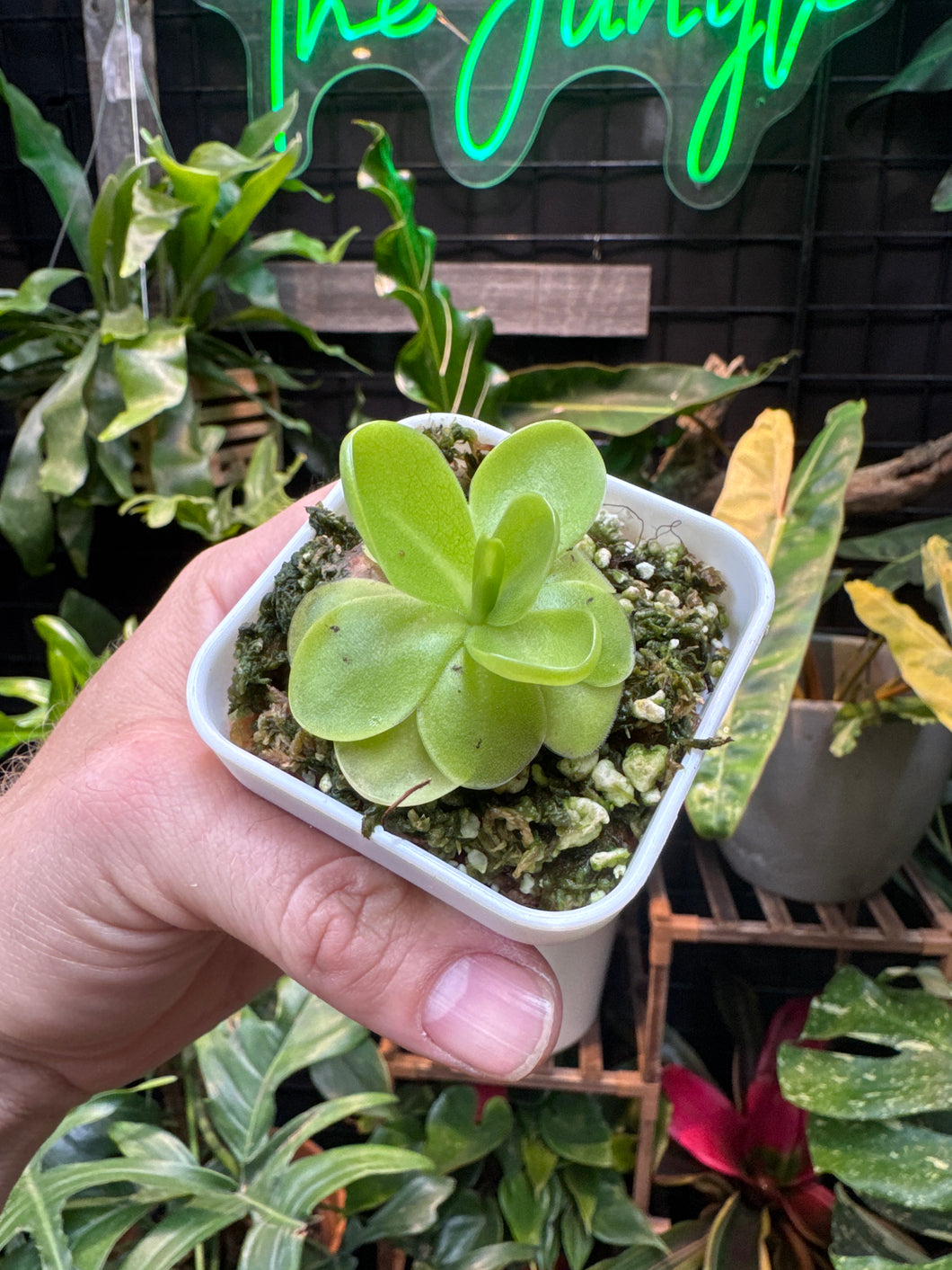 Pinguicula 'Bugbane'