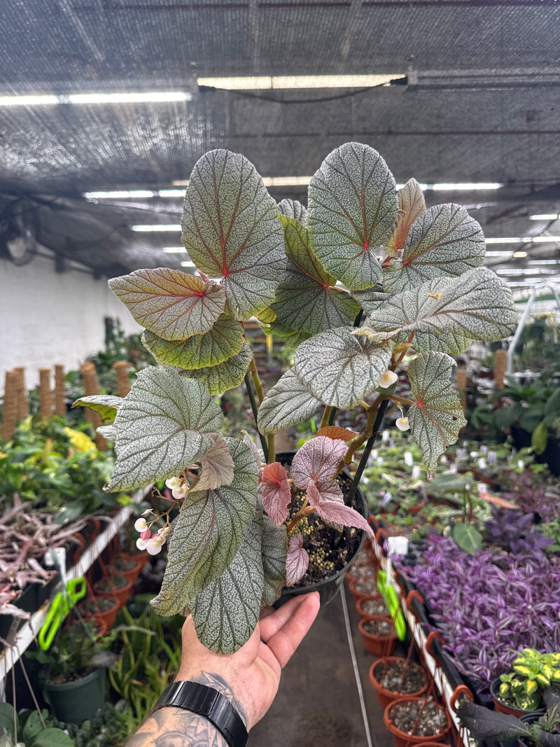 angel wing philodendron Angel Wing Begonia 'Sinbad Pink" – Jordan's Jungle
