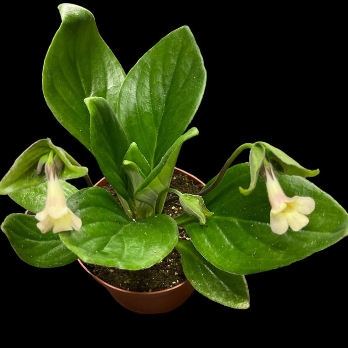 Primulina ‘Aiko’