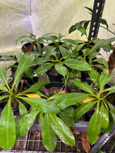 Nepenthes petiolata X flava (Large)