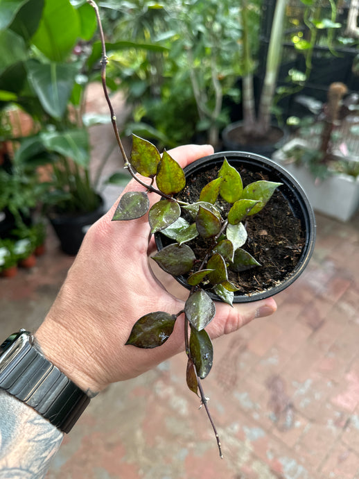 Hoya Krohniana 'Black'