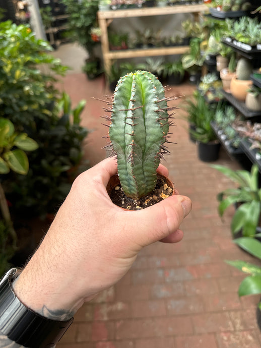 Euphorbia Horrida