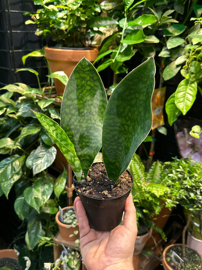 Sansevieria Snake Plant - Masoniana Whale Fin 6"